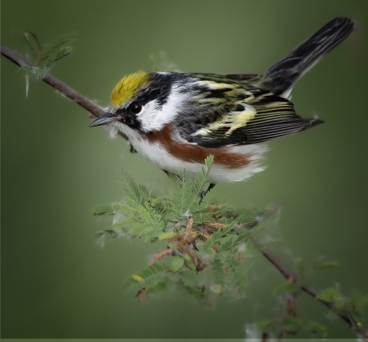 z chestnut sided warbler.jpg