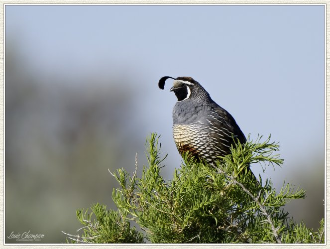 California Quail..