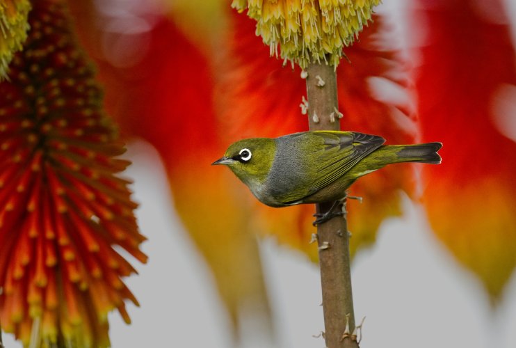 Silver Eye in the Red Hot Pokers !!