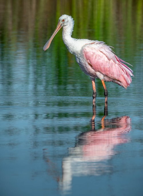 Spoonbill portrait_.jpg