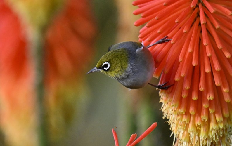 Silver Eye in the Red Hot Pokers !!