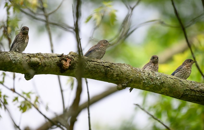 20240604-87068-Bluebird-babies-tree.jpg