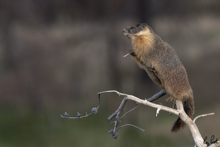 On guard  Yellow-bellied marmot