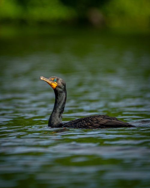 cormorant-1.jpg