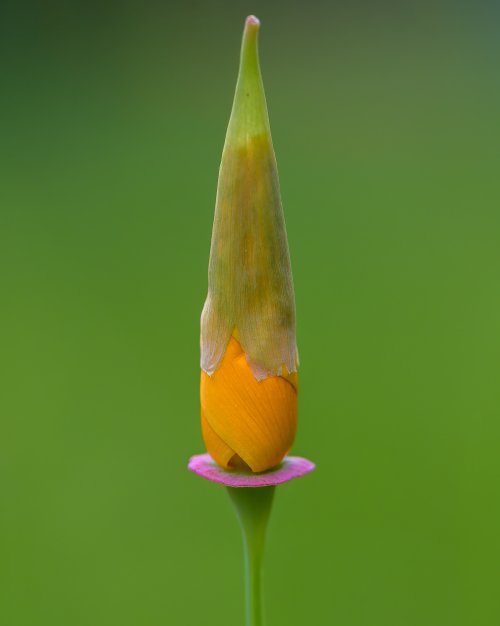 California Poppy ready to open, i liked it's form and colors.