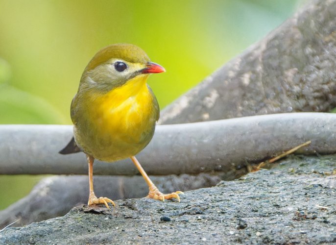 Red billed leothrix