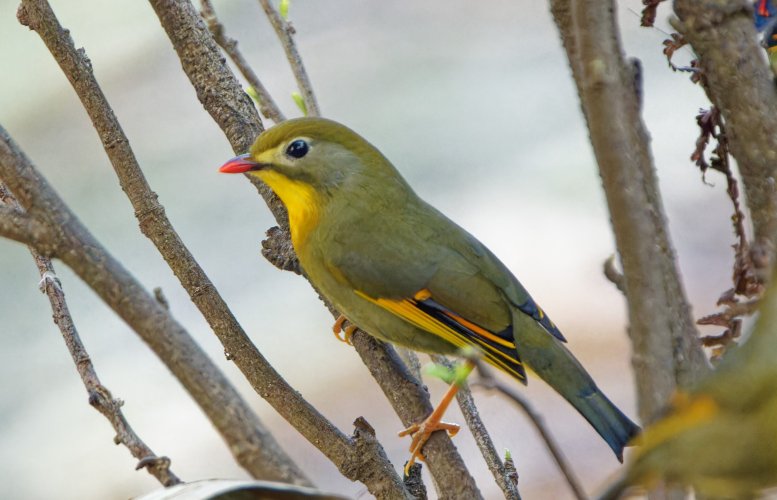 Red billed leothrix