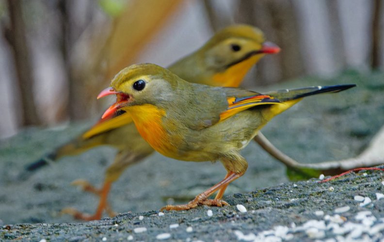 Red billed leothrix