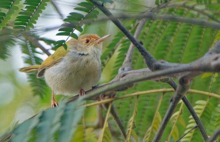 Common tailor bird