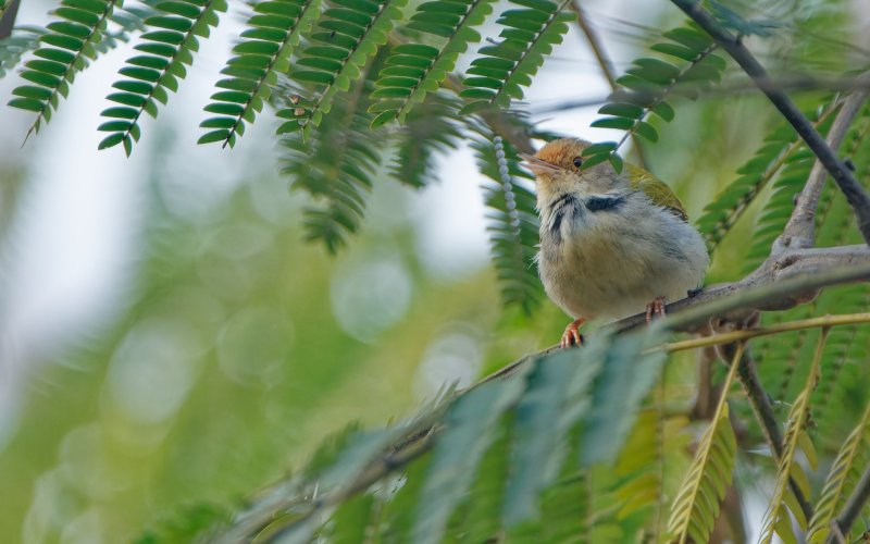 Common tailor bird