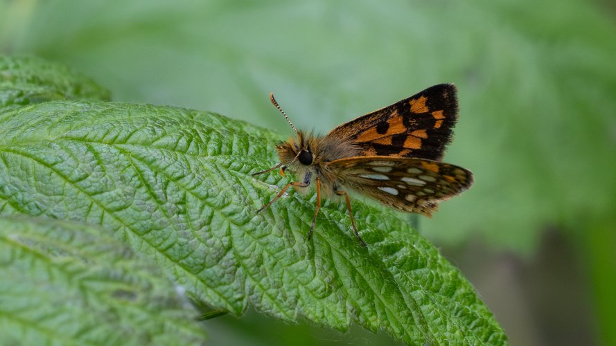 Arctic Skipper