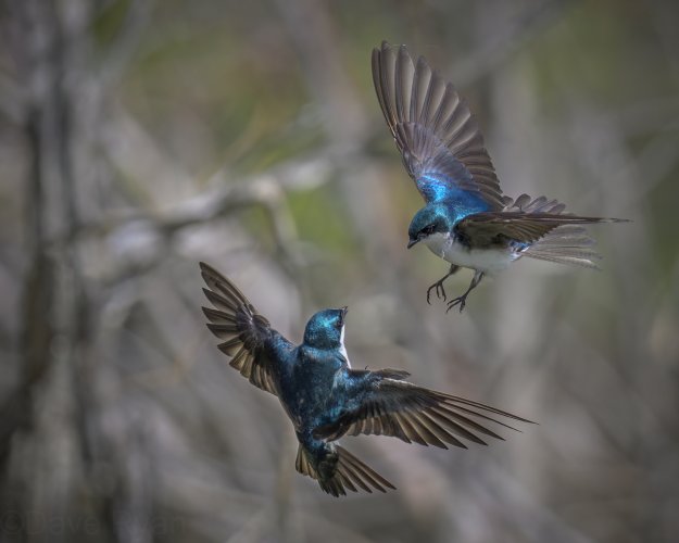 Tree Swallow Squabble