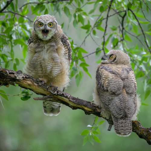 Some more Great Horned Owls