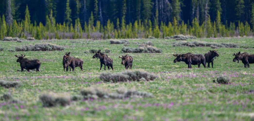 Moose motherload