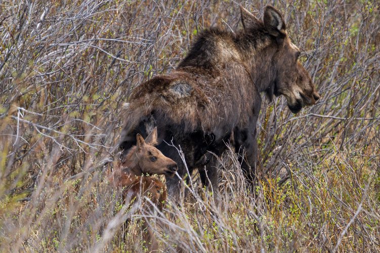 Moose motherload