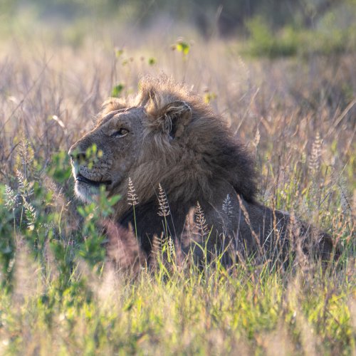 Morning Male Lion