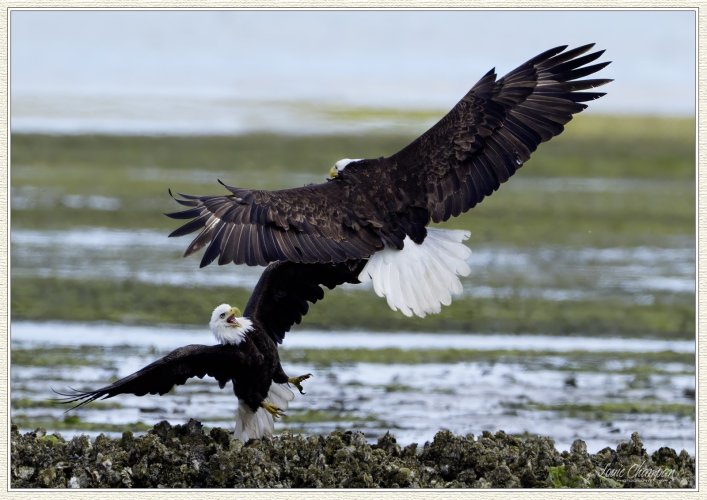 Eagles action over the oyster beds..