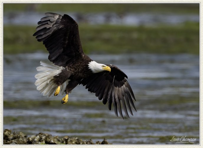 Eagles action over the oyster beds..