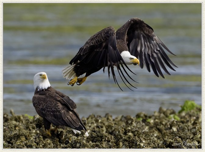 Eagles action over the oyster beds..