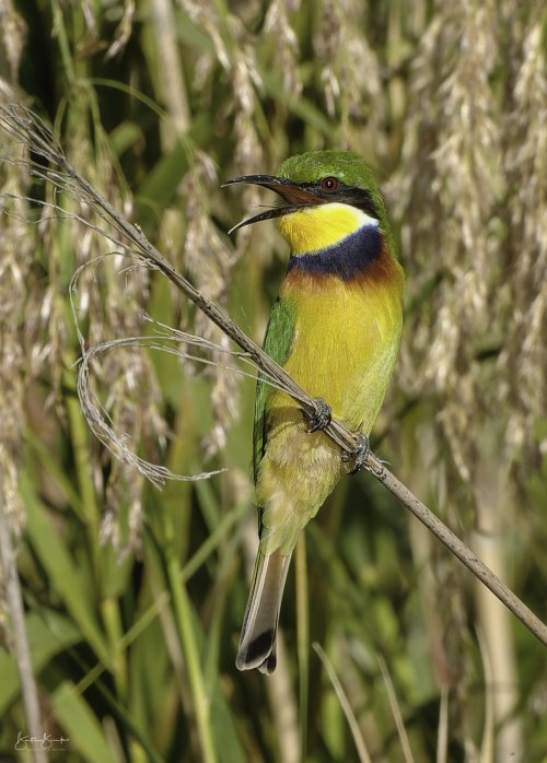 Blue-breasted Bee-eater