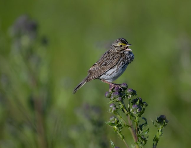 Savannah Sparrow serenades the meadow