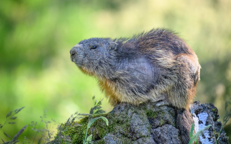 Alpine marmots