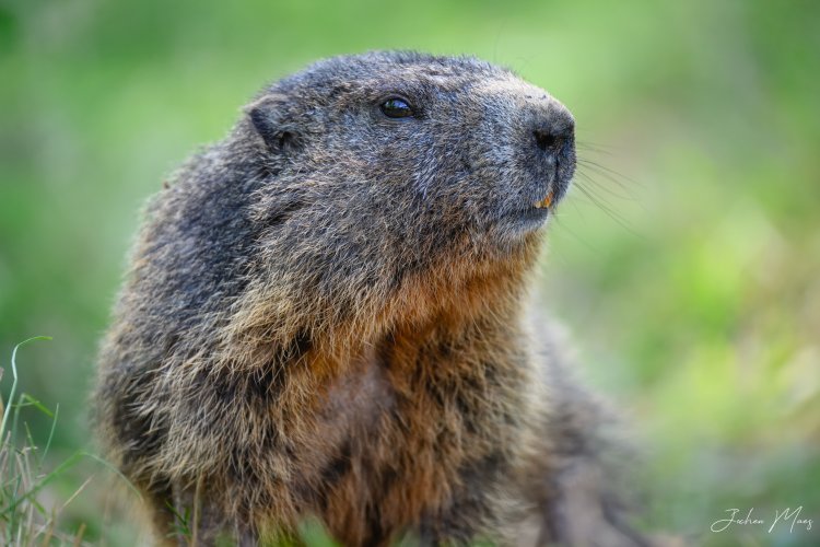 Alpine marmots