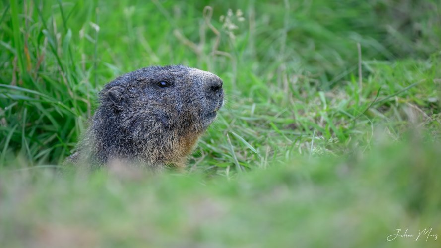 Alpine marmots