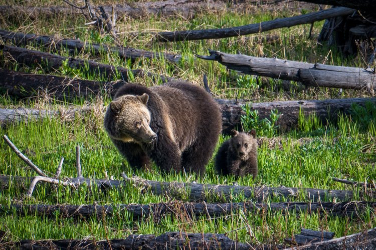 Raspberry and COY in Yellowstone