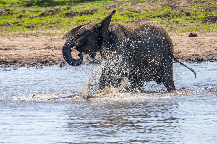 Young Elephant Enjoying the Water