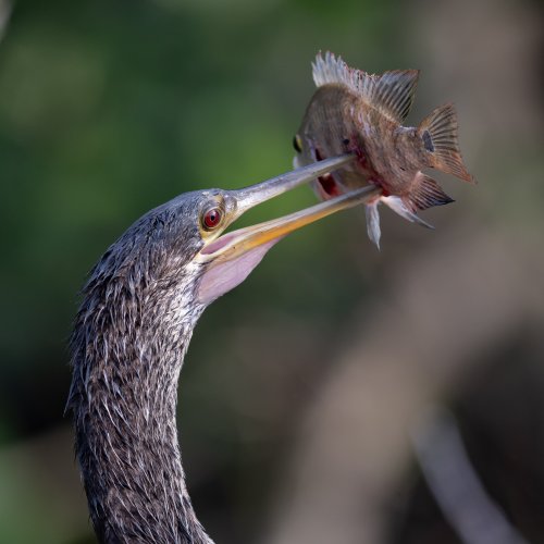 Anhinga's Late Lunch