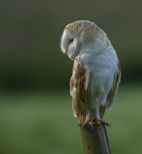 Barn Owl on Post.