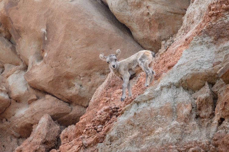 Bighorn Lamb