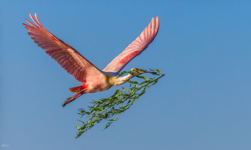 Roseate Spoonbill