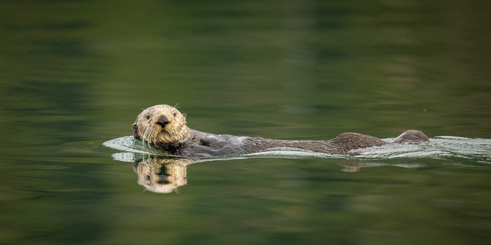 My Annual Visit with the Sea Otters