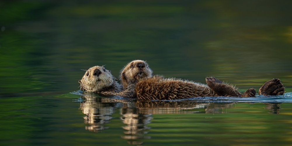 My Annual Visit with the Sea Otters