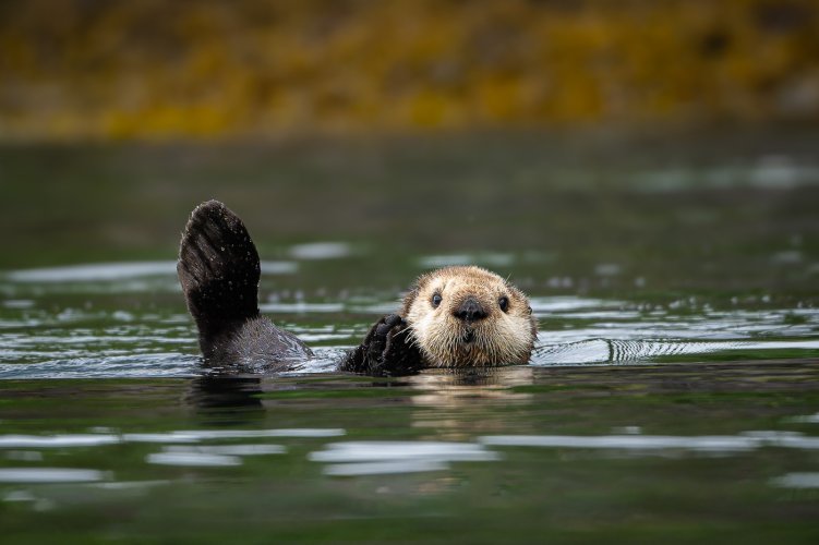 My Annual Visit with the Sea Otters