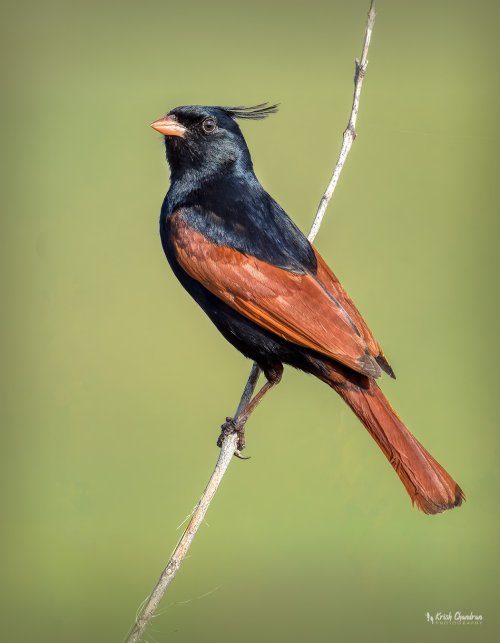 Crested Bunting