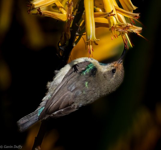  Juvenile purple banded Sunbird.jpg