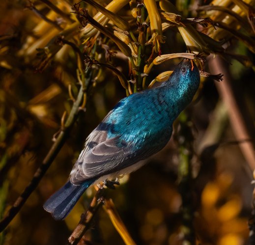 White Bellied Sunbird feeding.jpg