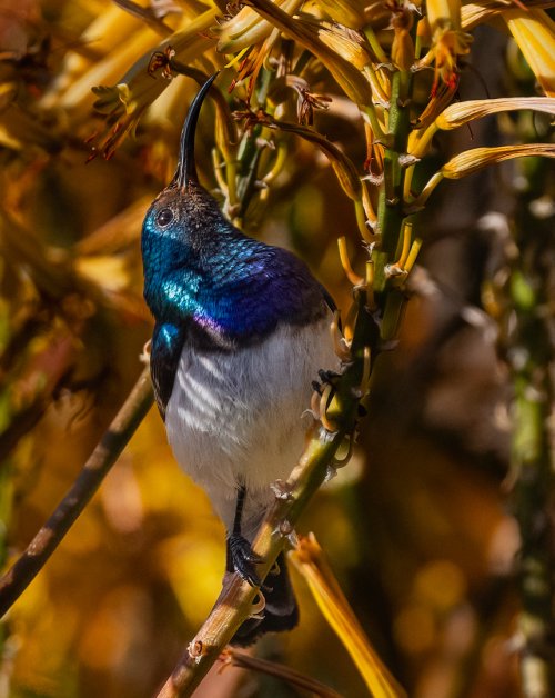 White Bellied Sunbird-4.jpg