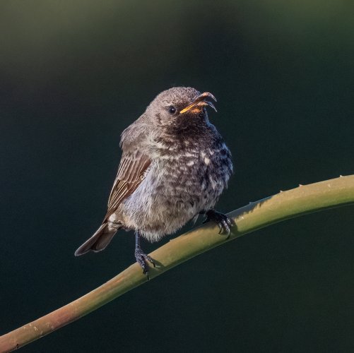 Female scarlet chested Sunbird.jpg