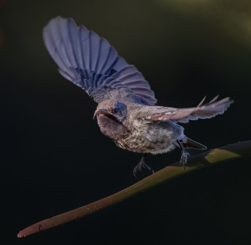 Female scarlet chested Sunbird take off.jpg