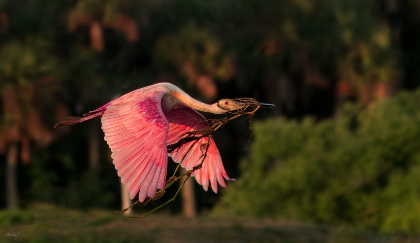 Birds in Flight -- Share your BIF Images