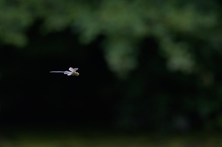 First attempt at shooting a Dragonfly in flight.