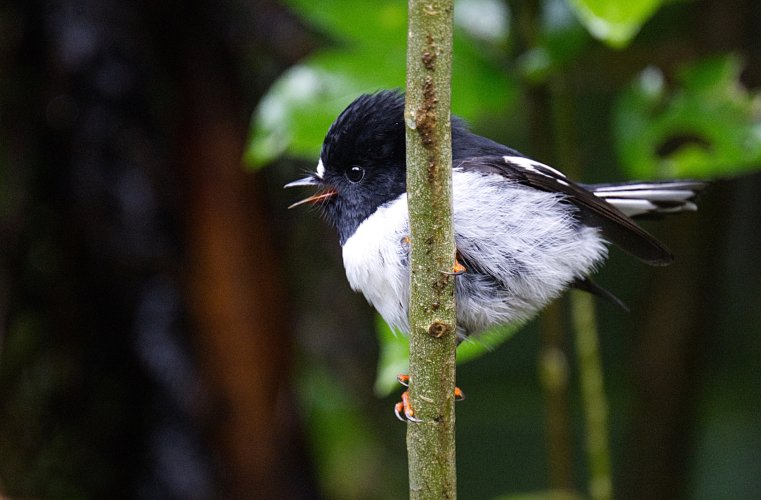 Another N.Z. Tomtit !!