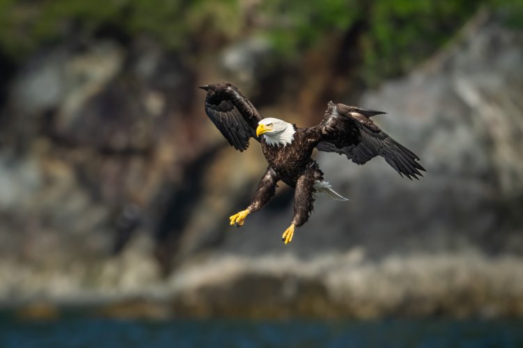 Anatomy of an Eagle's Catch