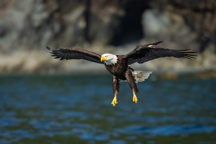 Anatomy of an Eagle's Catch