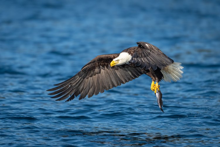 Anatomy of an Eagle's Catch