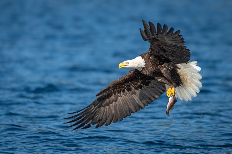 Anatomy of an Eagle's Catch